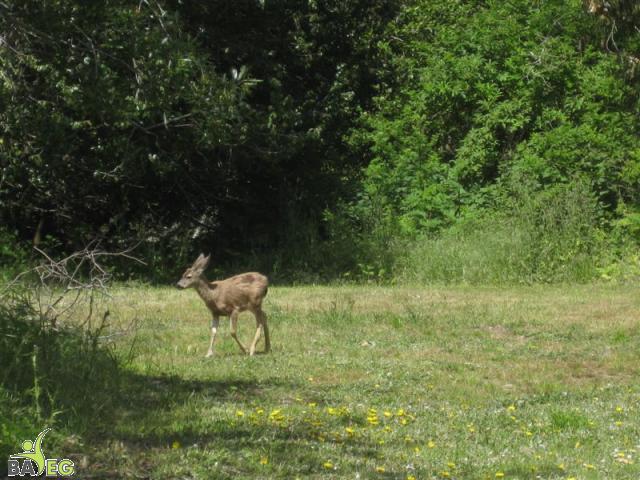 Herbivore hanging out at the park
