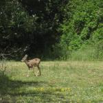 Herbivore hanging out at the park