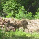 Herbivore hanging out at the park