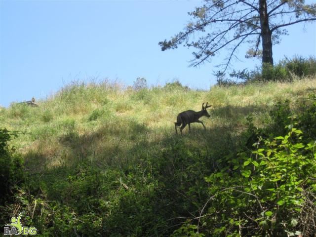 Deer