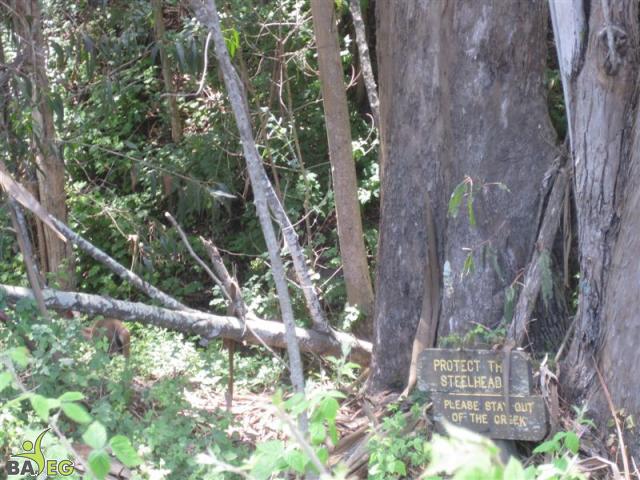 Deer, look to the left