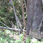 Deer, look to the left