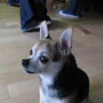 Pride Veg Outreach Party June 2009