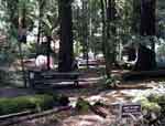 Butano Camp Ground